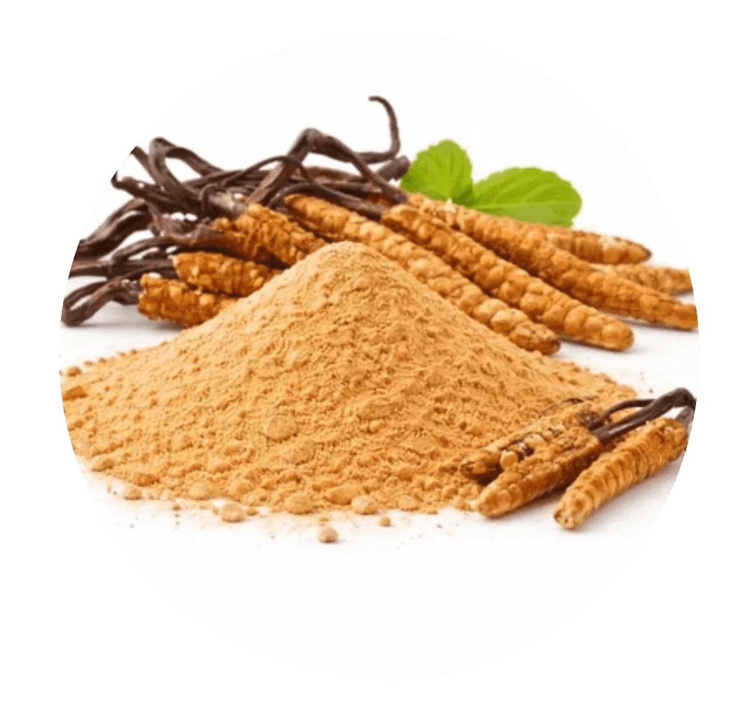 Cordyceps powder