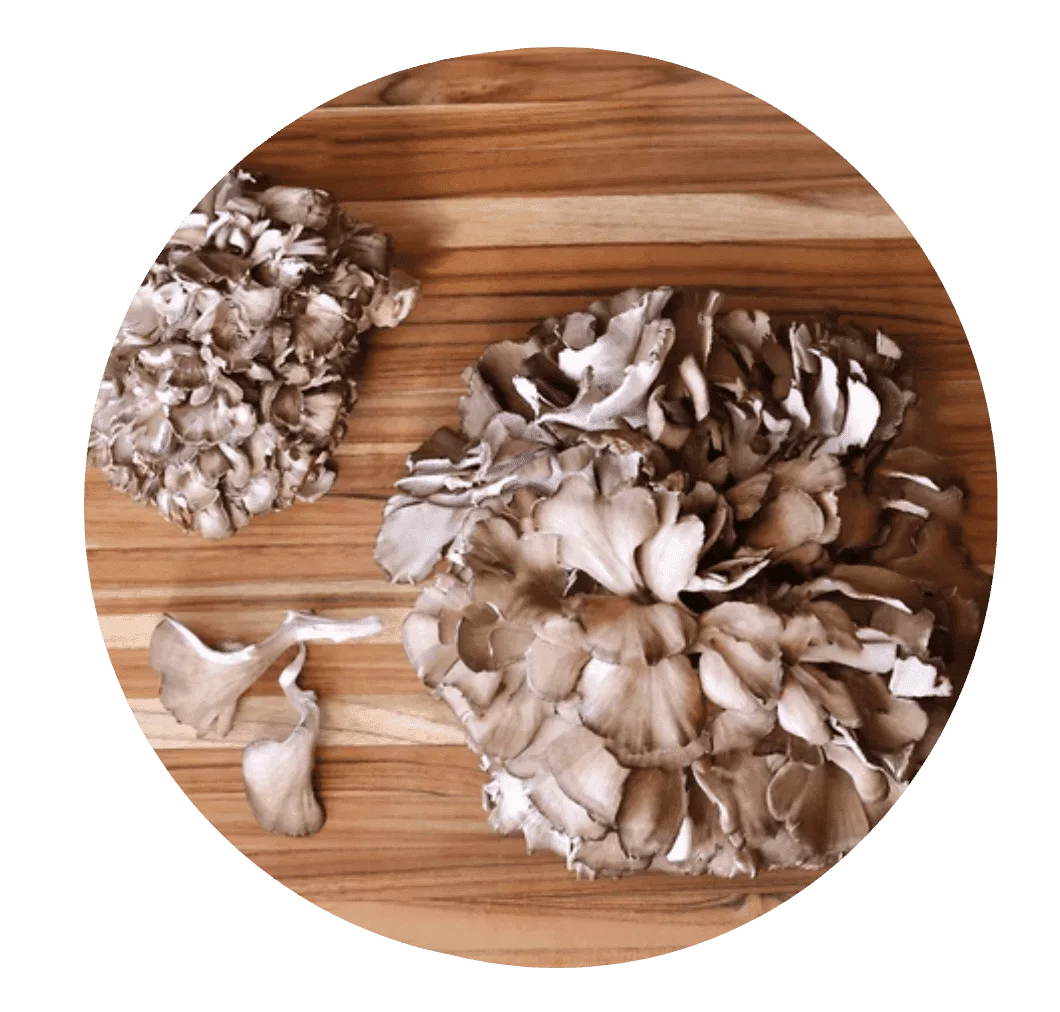 Maitake mushroom
