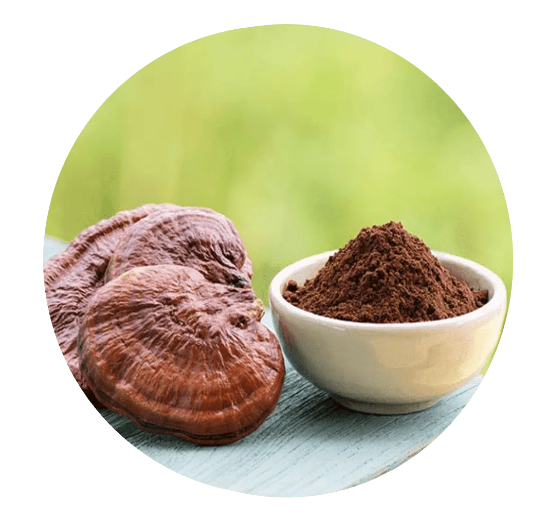 Reishi mushroom