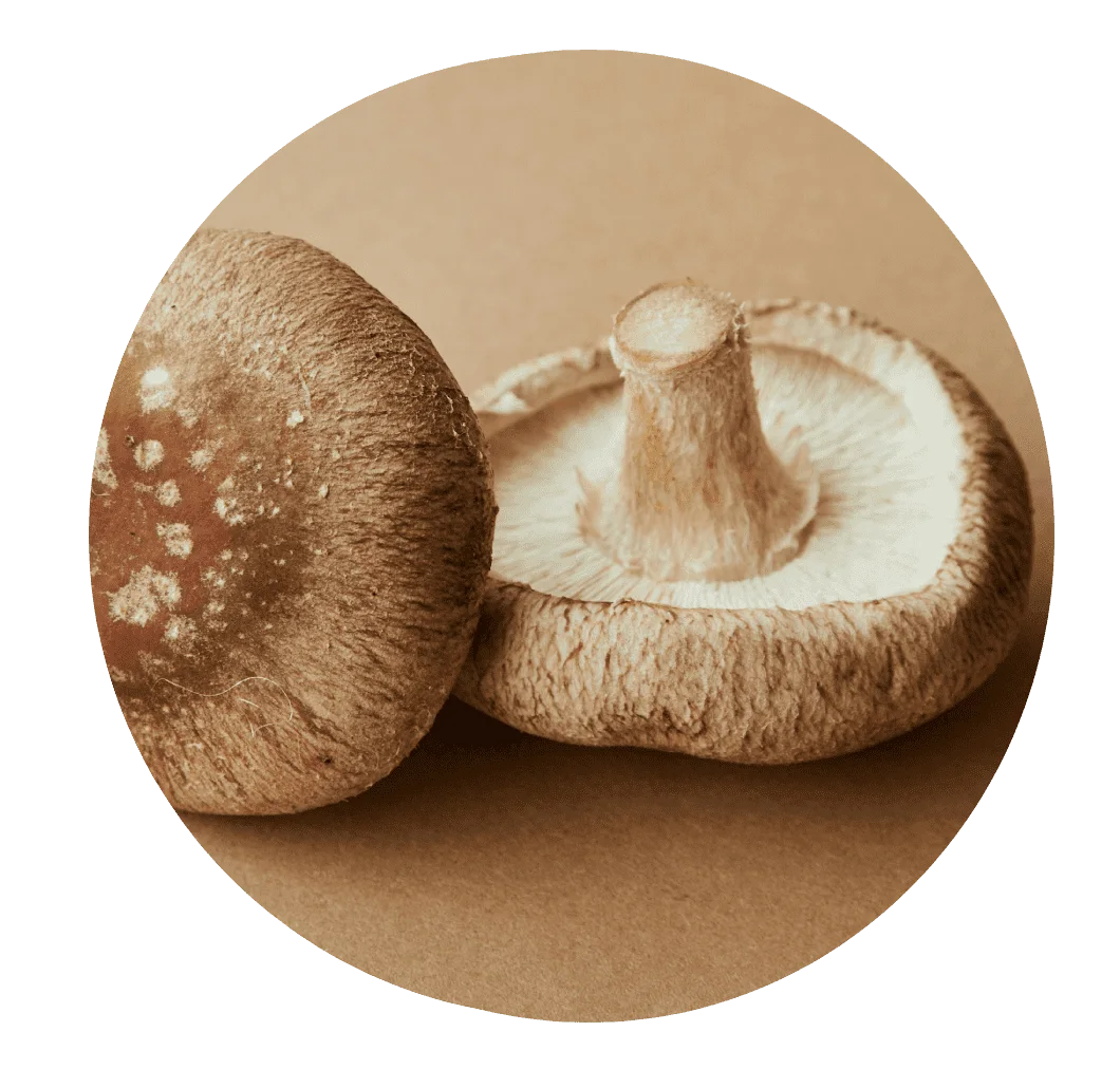 Shiitake mushroom