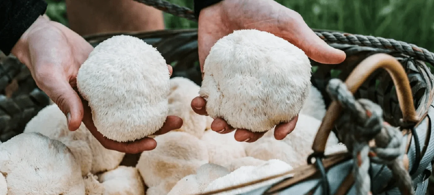 Lion's Mane mushroom harvest